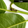 SpeciesSub: subsp. occidentalis